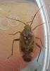 Lygus sp.